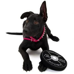 Cheap Fringe Sport Store 4 PrideBites Weight Plate Dog Chew Toy Fringe Swag